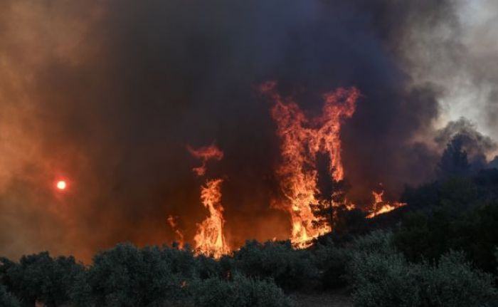 Φωτιά στον Έβρο | Απανθρακωμένοι εντοπίστηκαν 18 μετανάστες στο δάσος της Δαδιάς