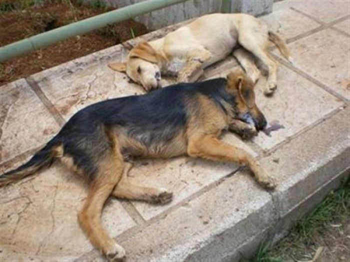 Έριξαν φόλες σε αδέσποτα στο κέντρο της πόλης ...