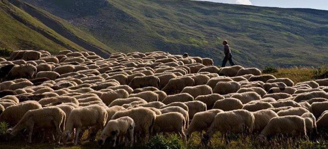 Υπουργός Αγροτικής Ανάπτυξης: "Από σήμερα ανοικτά τα σφαγεία στους νομούς που δεν έχουν κρούσματα ευλογιάς"