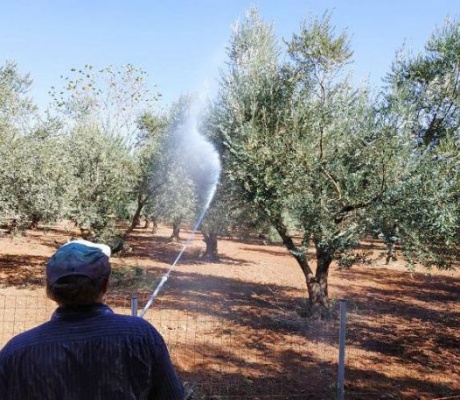 Οι ψεκασμοί δακοκτονίας στα Δολιανά (22-31/10/2024)