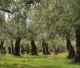 Υψηλές θερμοκρασίες και ανομβρία "γονάτισαν" τα ελαιόδεντρα στην Κυνουρία - Στα ύψη το κόστος παραγωγής - Επιστολή σε ΕΛΓΑ για αποζημιώσεις