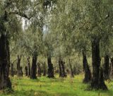 Υψηλές θερμοκρασίες και ανομβρία "γονάτισαν" τα ελαιόδεντρα στην Κυνουρία - Στα ύψη το κόστος παραγωγής - Επιστολή σε ΕΛΓΑ για αποζημιώσεις